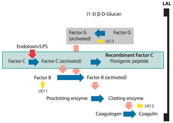 Figure displaying lack of LAL Specificity