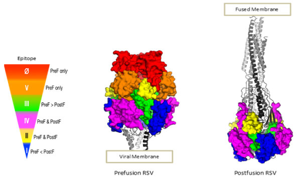 The structure of the F glycoprotein of RSV in the prefusion and postfusion conformation (Image courtesy of Enrico Malito)