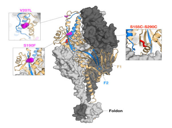 Engineered RSV prefusion F glycoprotein conformation producing the DSCav1 homotrimer. (Image courtesy of Enrico Malito)