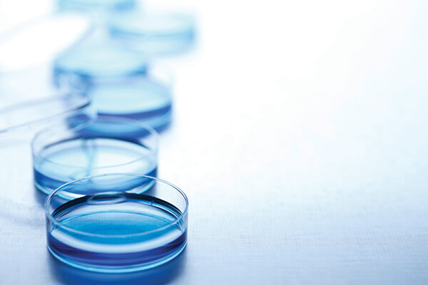 A line of petri dishes with blue media fill on top of a white semi reflective surface